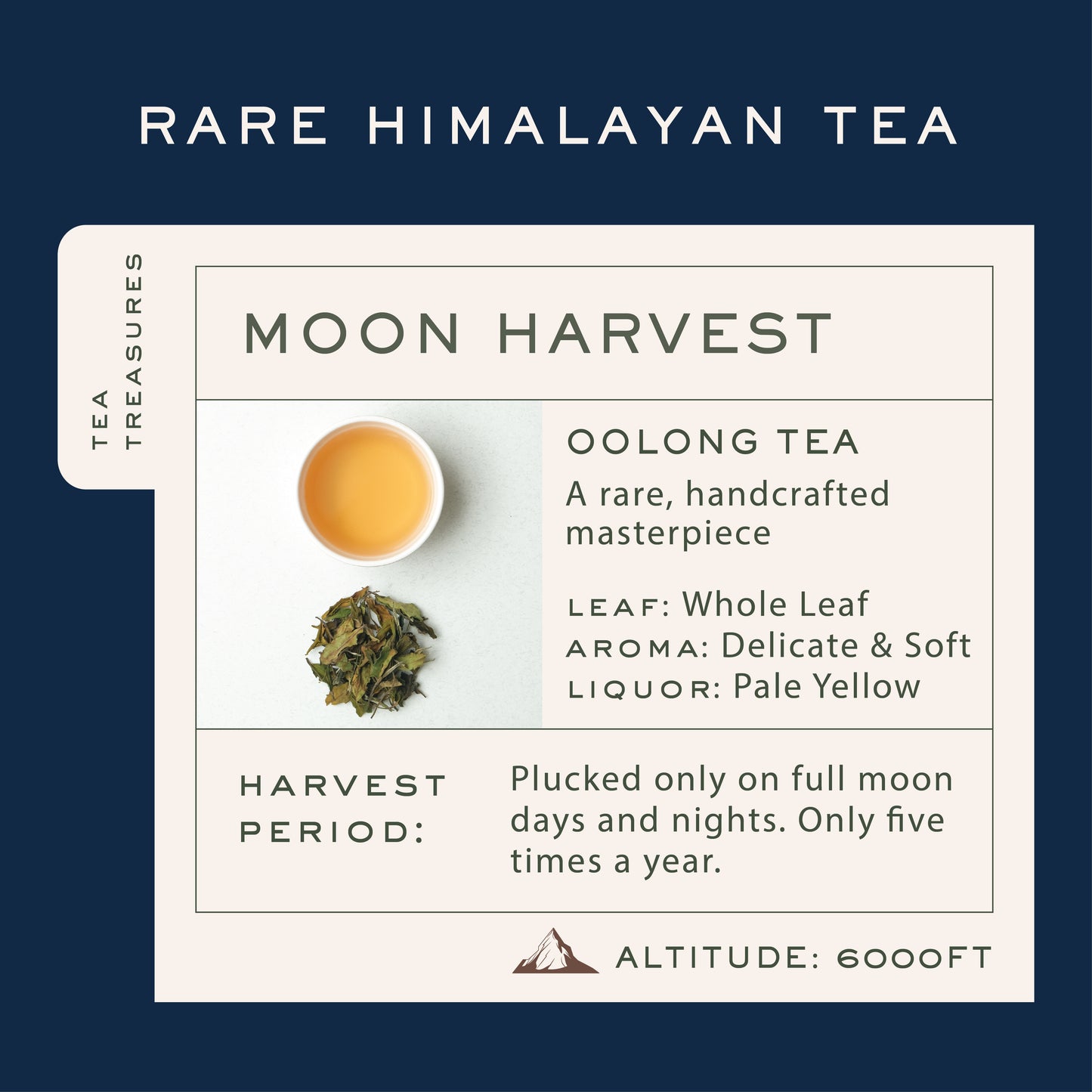 Silver Tips Imperial Tin Caddy | 50 gms | Award Winning Organic Oolong Handmade Whole Leaf Tea