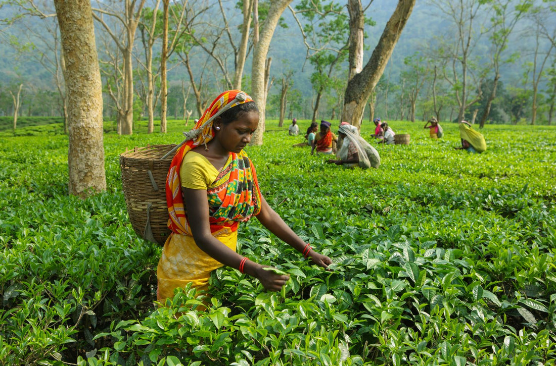 Permaculture and What Your Tea Has to Do with It