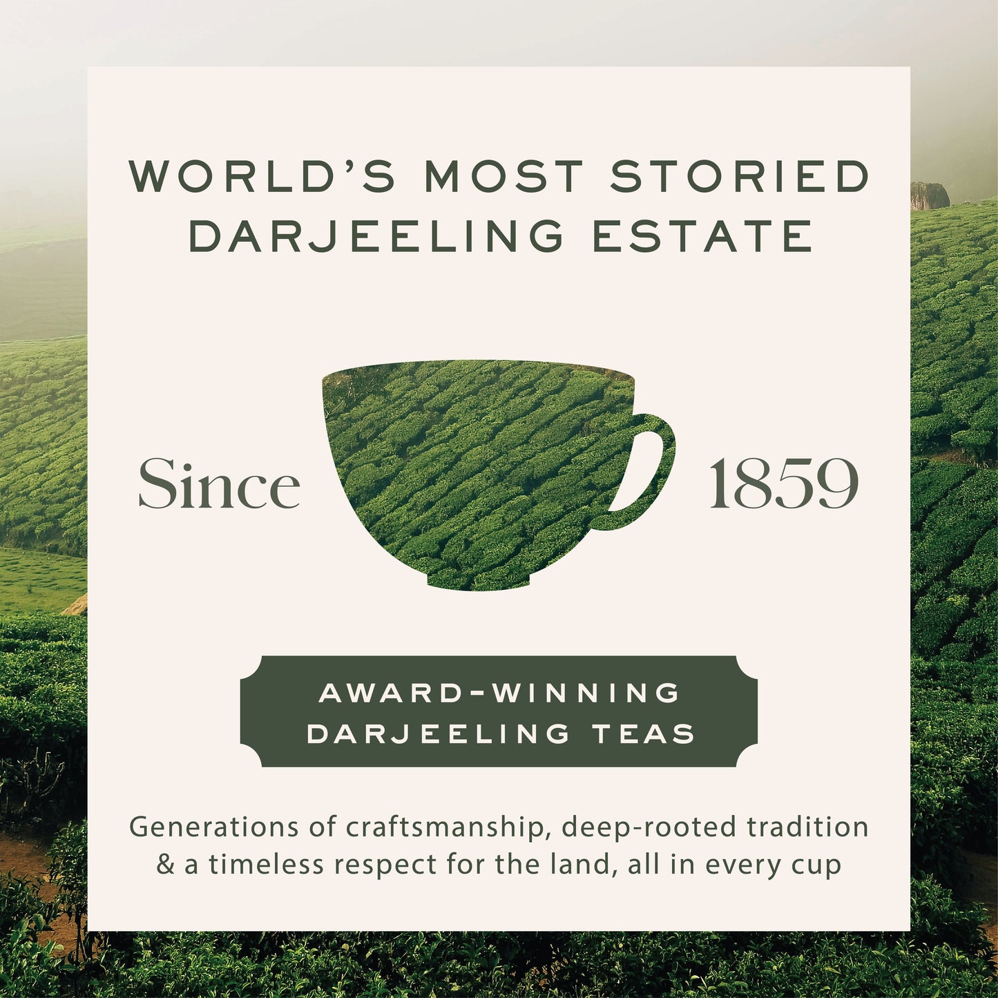 Summer Solistice Muscatel | 100 gm Tin Caddy | Second Flush loose Black tea Pack