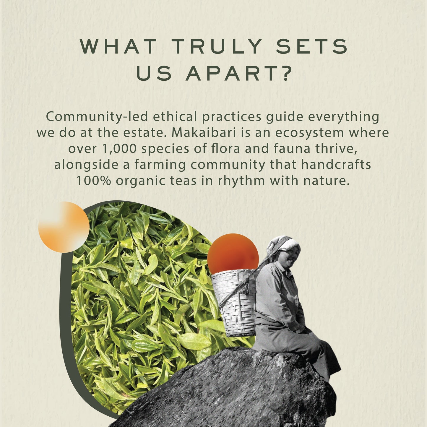 Darjeeling Tea Bai Mu Dan Darjeeling Peony White Tea, 25 tea bags